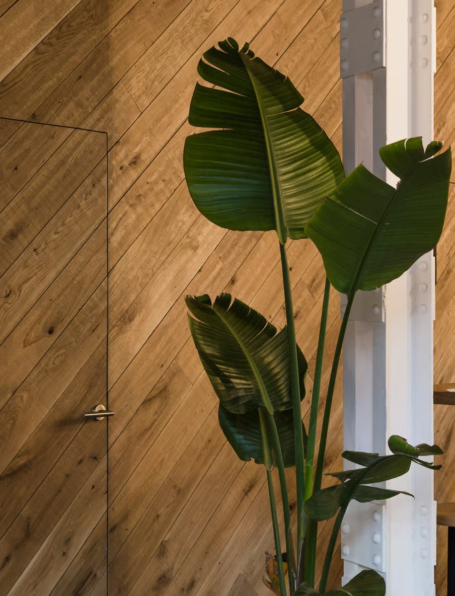 Planta junto a la pared de madera